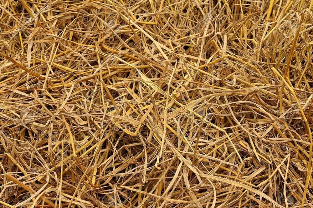 paddy straw