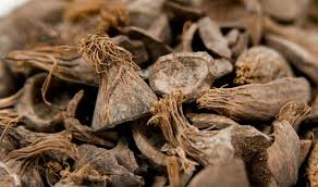 palm shells